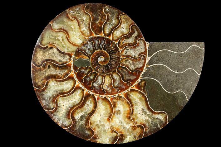 Cut Ammonite Fossil (Half) - Agatized #121493